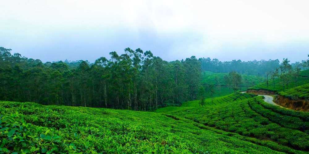 How Nature Impacts Business Productivity, Sales, and Profitability