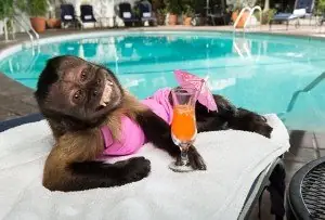 CRYSTAL The Monkey  
 Net Worth:  $25 Million